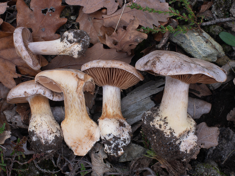 Cortinarius scaurotraganoides